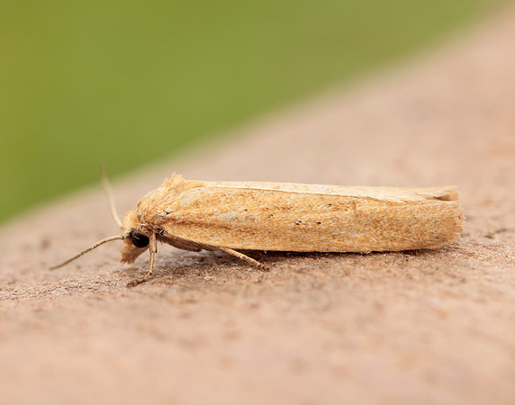 49.057 BF1016 Cnephasia longana