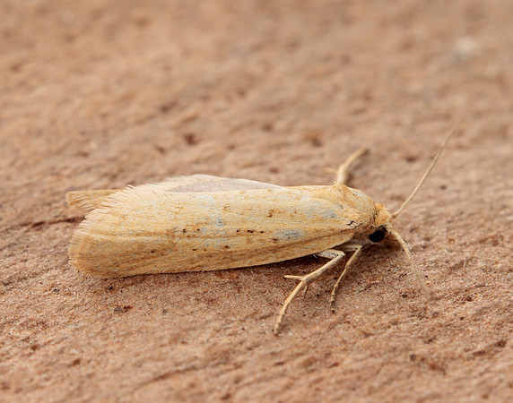 49.057 BF1016 Cnephasia longana