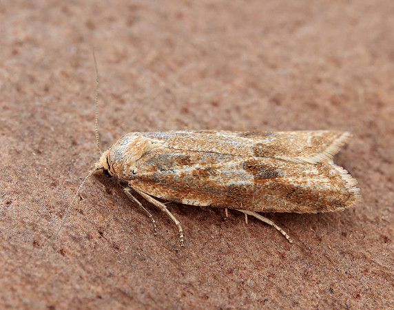 49.057 BF1016 Cnephasia longana