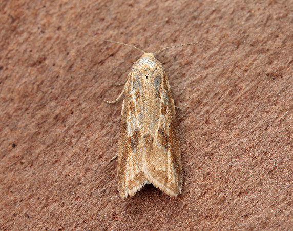 49.057 BF1016 Cnephasia longana