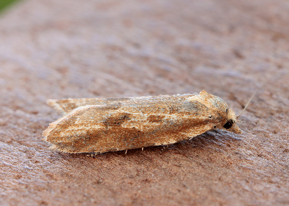 49.057 BF1016 Cnephasia longana