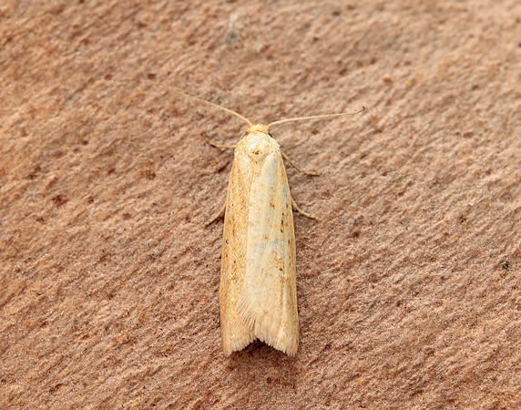 49.057 BF1016 Cnephasia longana