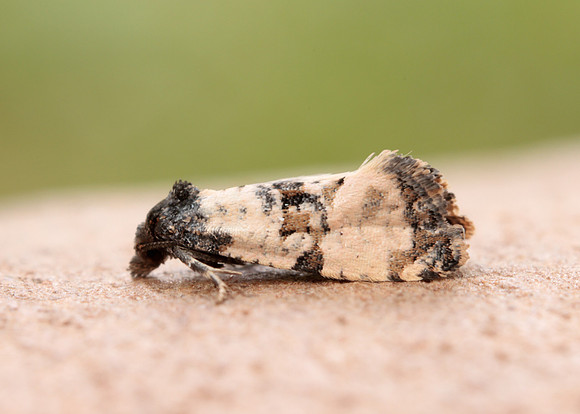 49.139 BF966 Cochylis atricapitana