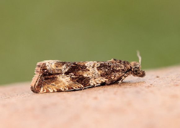 49.164 BF1067 Celypha cespitana