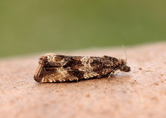 49.164 BF1067 Celypha cespitana