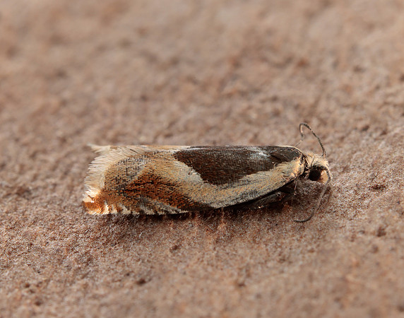 49.214 BF1126 Ancylis badiana
