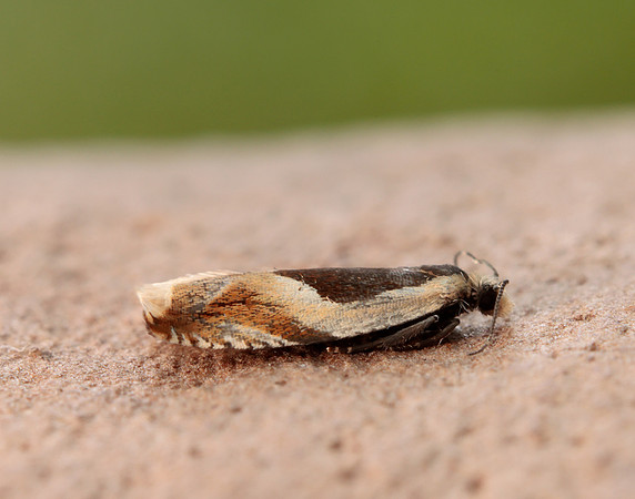 49.214 BF1126 Ancylis badiana