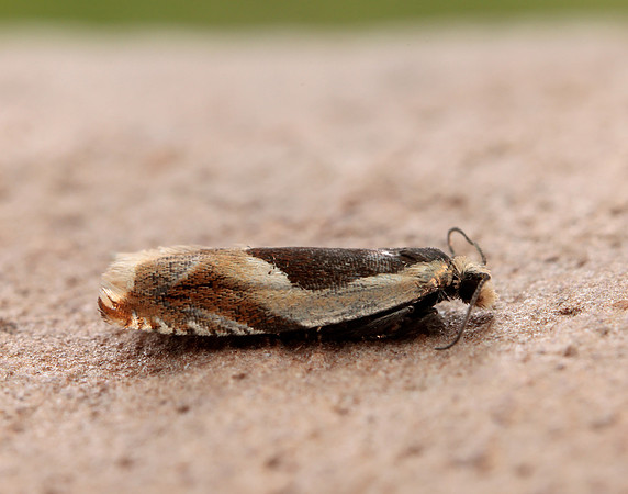 49.214 BF1126 Ancylis badiana