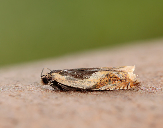 49.214 BF1126 Ancylis badiana