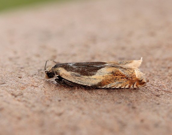 49.214 BF1126 Ancylis badiana