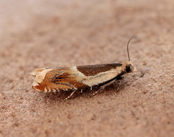 49.214 BF1126 Ancylis badiana