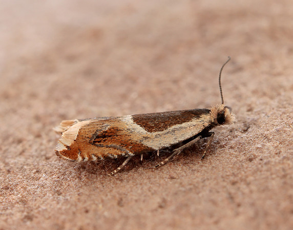 49.214 BF1126 Ancylis badiana