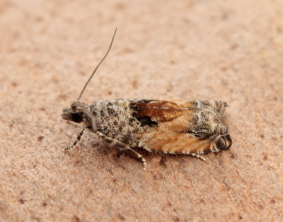 49.255 BF1138 Epinotia nisella