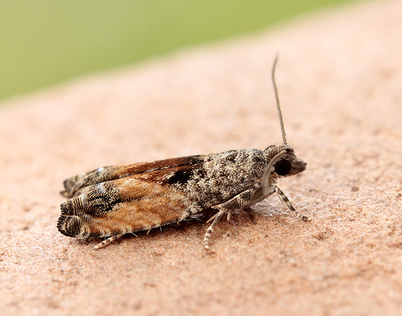49.255 BF1138 Epinotia nisella