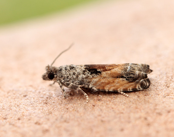 49.255 BF1138 Epinotia nisella