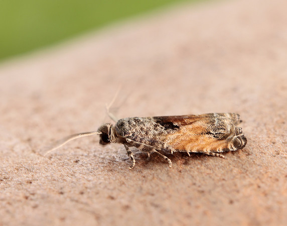 49.255 BF1138 Epinotia nisella