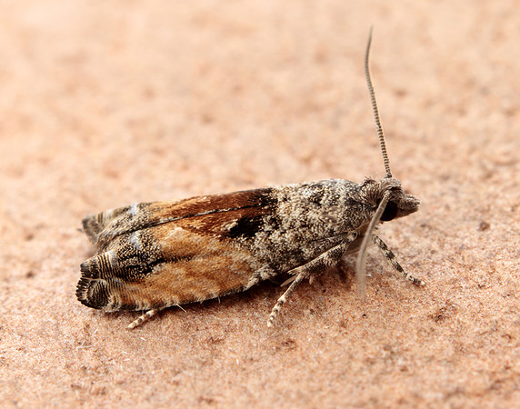 49.255 BF1138 Epinotia nisella