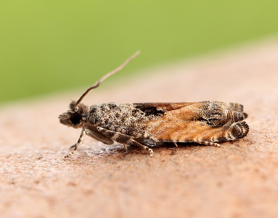 49.255 BF1138 Epinotia nisella