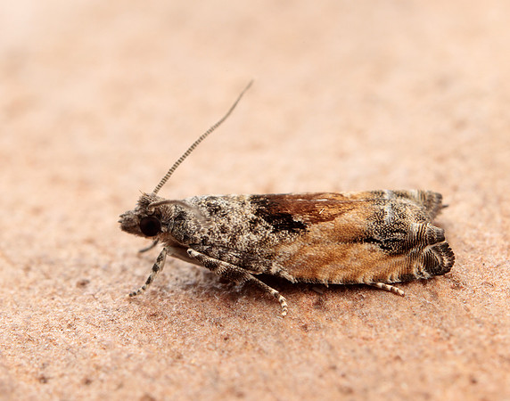 49.255 BF1138 Epinotia nisella