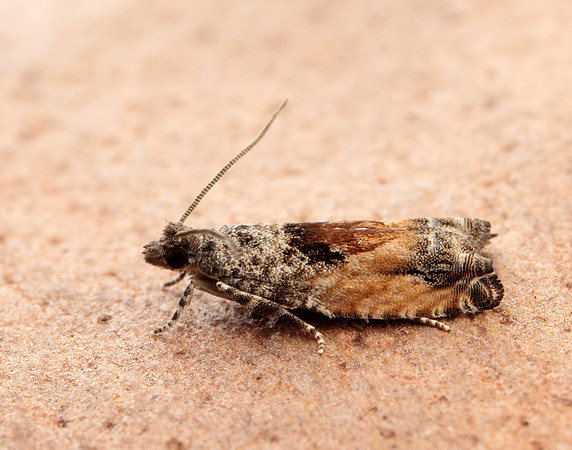 49.255 BF1138 Epinotia nisella