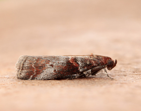 62.035 BF1439 Acrobasis advenella