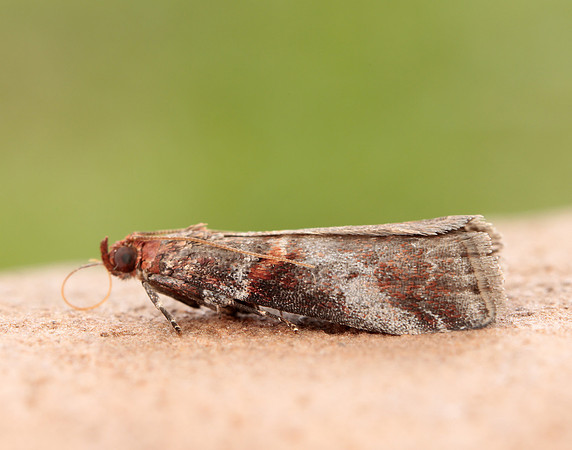 62.035 BF1439 Acrobasis advenella