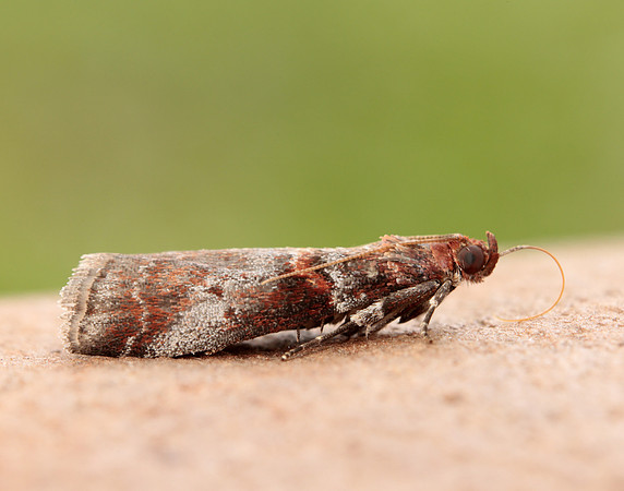 62.035 BF1439 Acrobasis advenella