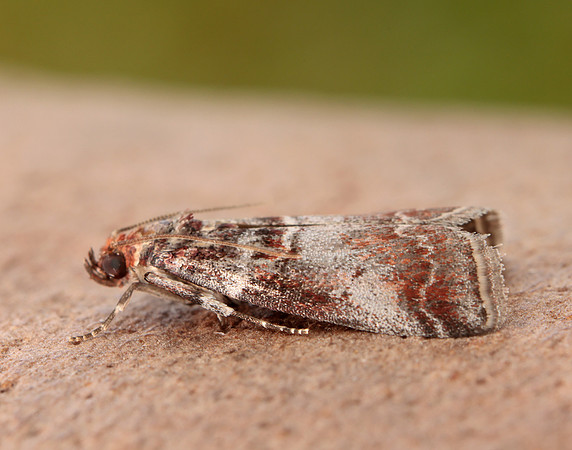 62.035 BF1439 Acrobasis advenella