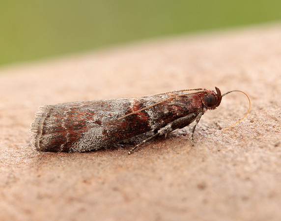 62.035 BF1439 Acrobasis advenella