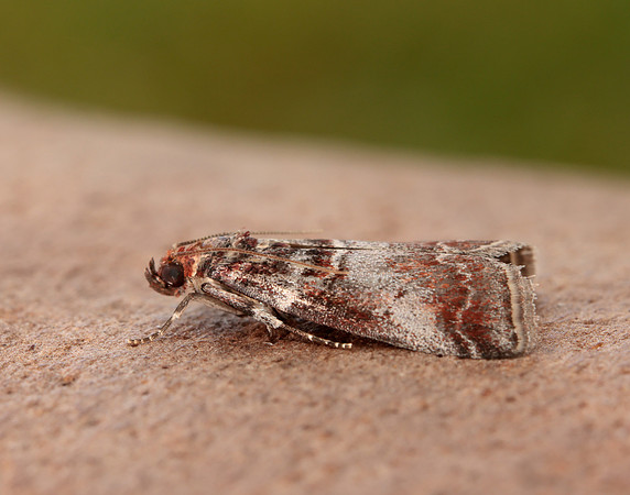 62.035 BF1439 Acrobasis advenella
