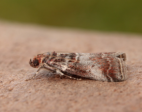 62.035 BF1439 Acrobasis advenella