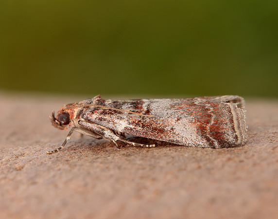 62.035 BF1439 Acrobasis advenella