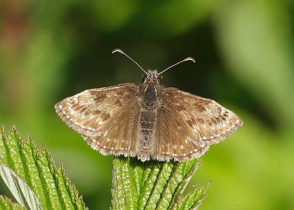 Dingy Skipper Erynnis tages