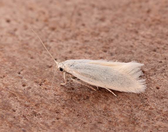 38.004 BF610 Elachista argentella