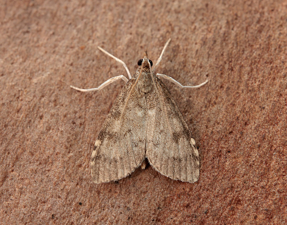 63.034 BF1390 Udea prunalis