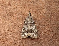 63.067 BF1338 Eudonia lacustrata