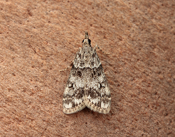 63.067 BF1338 Eudonia lacustrata