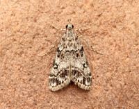 63.067 BF1338 Eudonia lacustrata