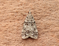 63.067 BF1338 Eudonia lacustrata