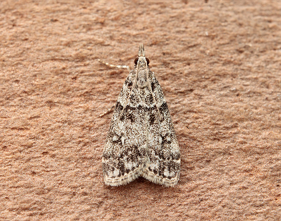 63.067 BF1338 Eudonia lacustrata