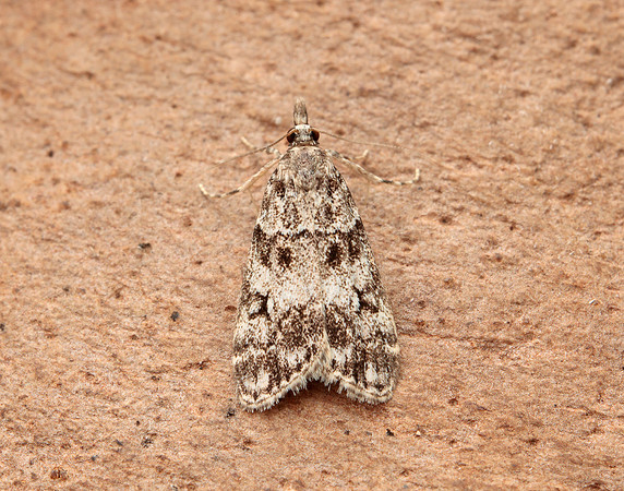 63.067 BF1338 Eudonia lacustrata
