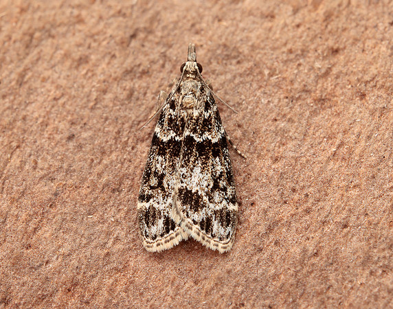 63.074 BF1344 Eudonia mercurella