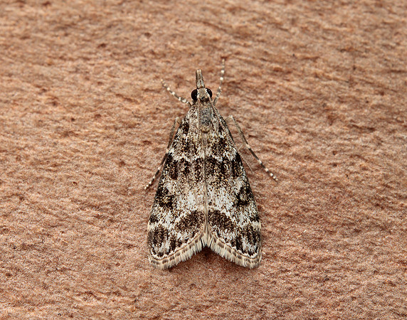 63.074 BF1344 Eudonia mercurella