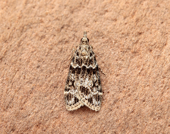 63.074 BF1344 Eudonia mercurella