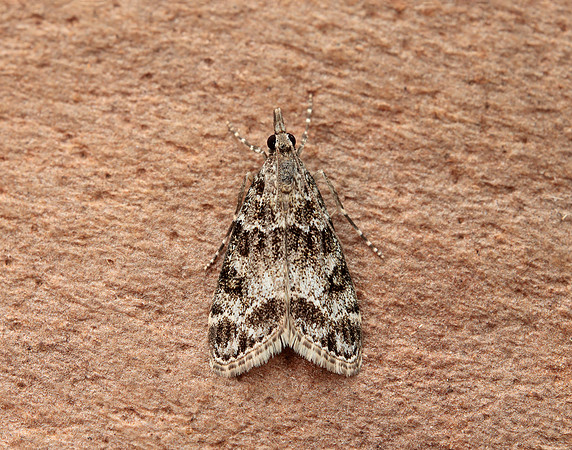 63.074 BF1344 Eudonia mercurella