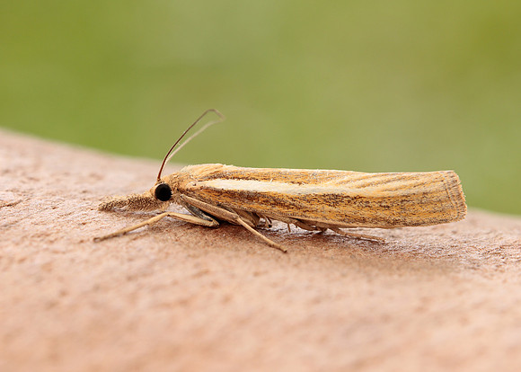 63.089 BF1305 Agriphila tristella