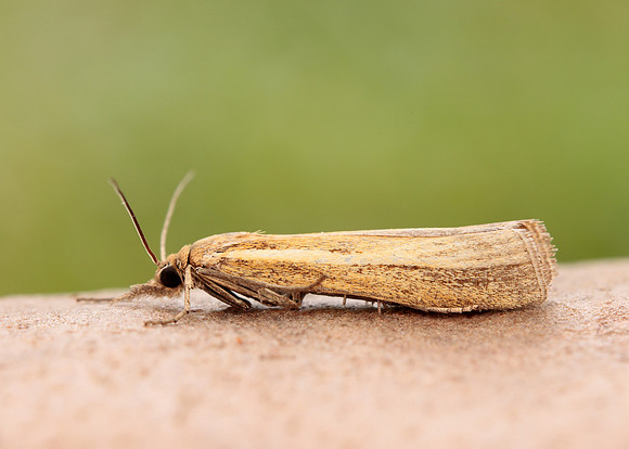63.089 BF1305 Agriphila tristella