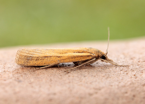 63.089 BF1305 Agriphila tristella
