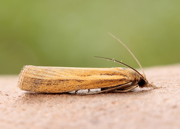 63.089 BF1305 Agriphila tristella