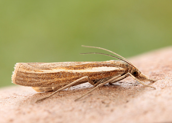 63.089 BF1305 Agriphila tristella